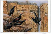 Ingrid Weiersbye - The Bald Ibis Colony